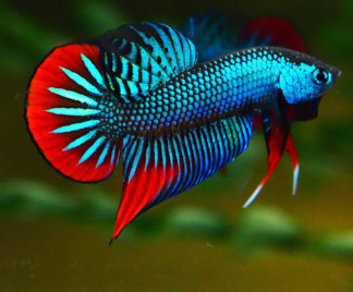 Betta imbelis - Crescent Betta, Peaceful Betta