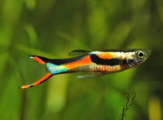 Poecilia wingei - Endler Black Bar